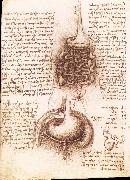 LEONARDO da Vinci Anatomical drawing of the stomach and the intestine oil on canvas